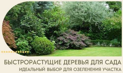Быстрорастущие деревья для сада идеальный выбор в Киселёвске