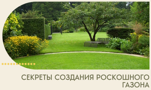 Секреты создания роскошного газона в Киселёвске