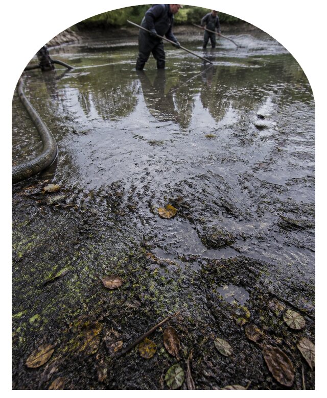 Очистка пруда в Киселёвске от ила мусора и водорослей с вывозом